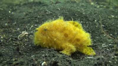 Shaggy frogfish taking a walk