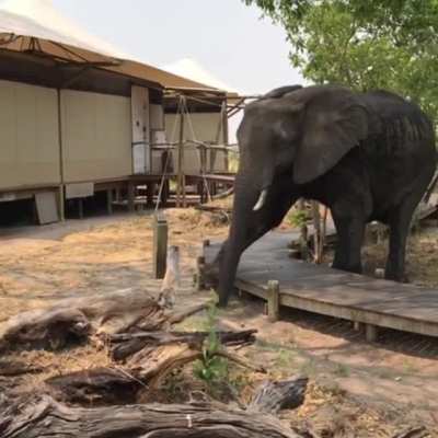 This elephant being smart enough to politely step over a nature walkway rather than risk damaging it