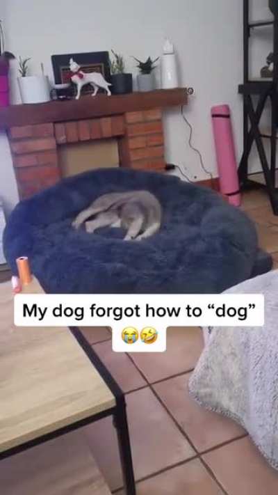 Omg he's stuck 🤣