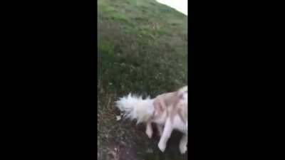 Where is my dog?