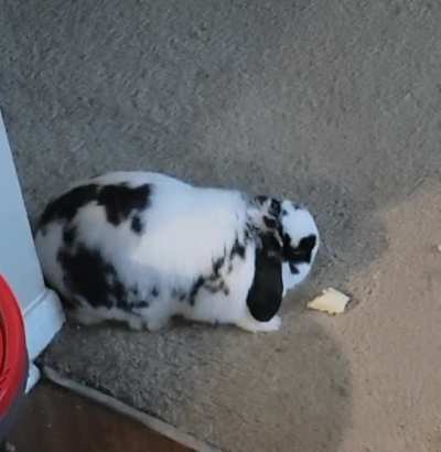 Any other buns out there that twitch while eating bananas?