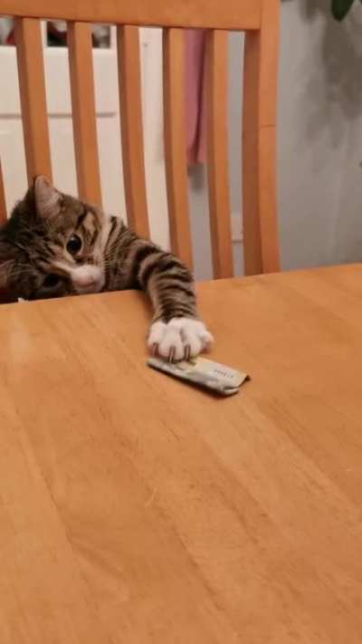 My cat likes money...