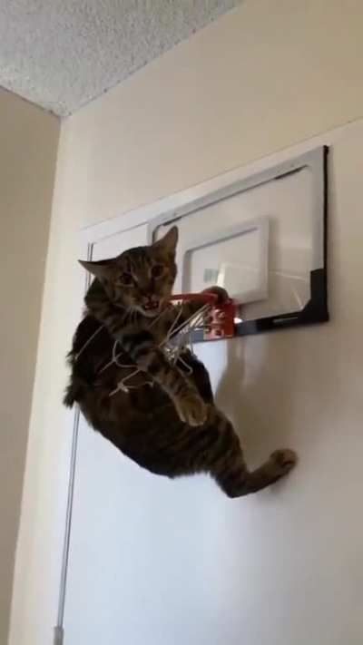 TheCatReport - Video #5394