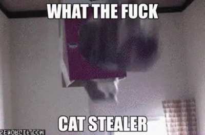 Cat stealer 😳
