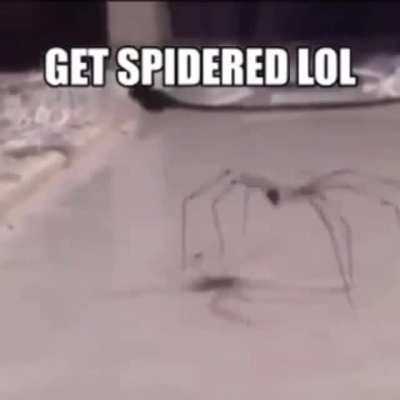 Dumbass you just got fucking spidered