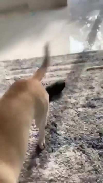 Chihuahua.
