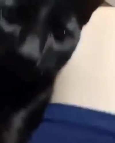 Losercity Cat