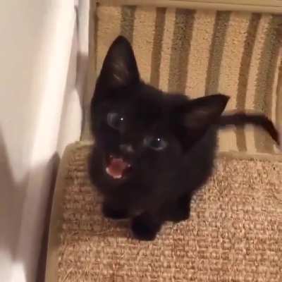 The void is loud when it wants pets
