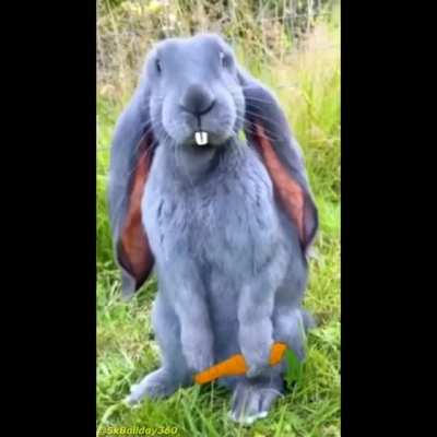 wabbit season
