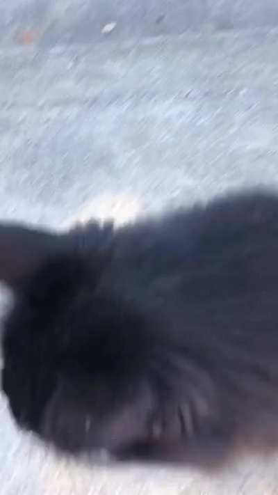 Neighbor’s cat has a heckin gurgle of a yell when it needs pets!