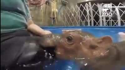 man brutally bitten by hippo
