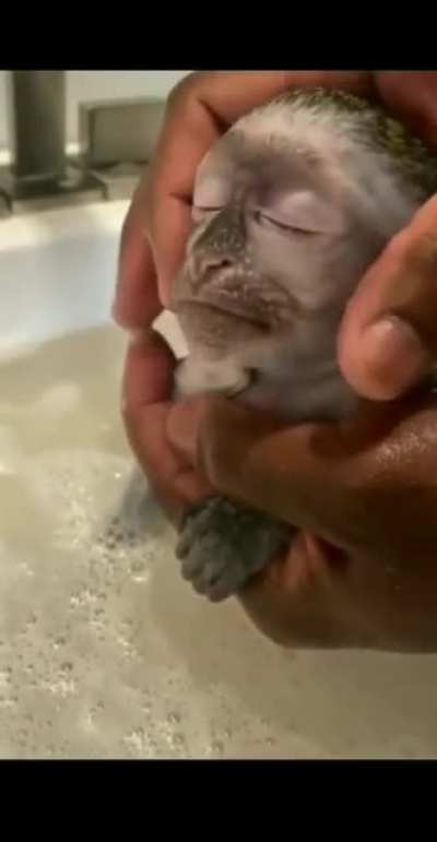 Peruano descubre el agua, no te voy a mentir se le ve fresco al pana👌🥵