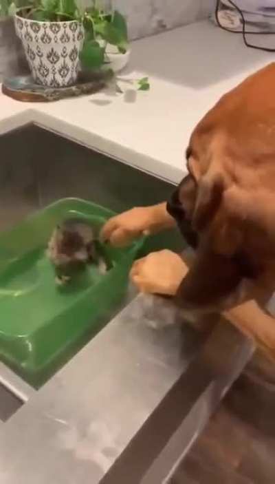 Whenever I see a pet I do this