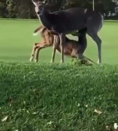 “A deer sucking”