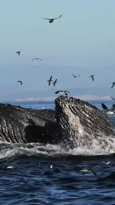 Humpback whales surface lunge-feeding on a massive school of anchovies, followed by a pod of dolphins