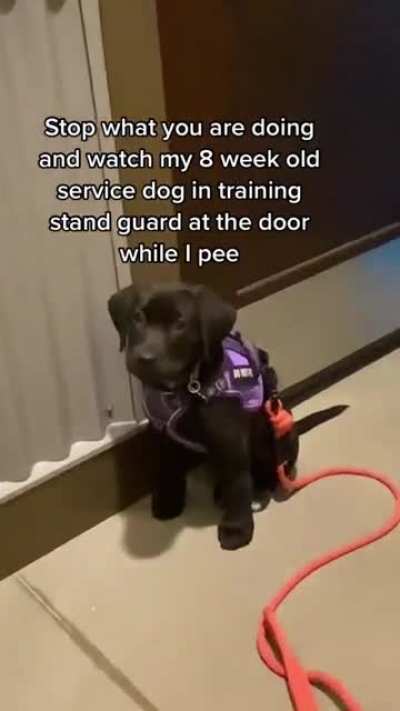 Service Pupper; Guardian of the Toilets, the Silent Protector