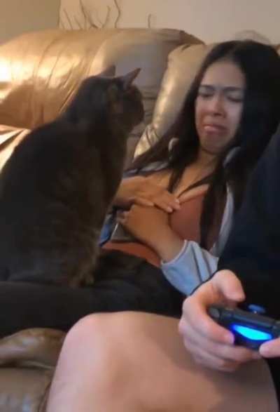Cats can always spot the non cat person
