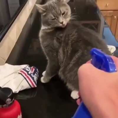 Trying to get the cat off the counter