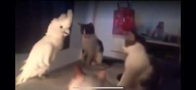 Bird imitating cats