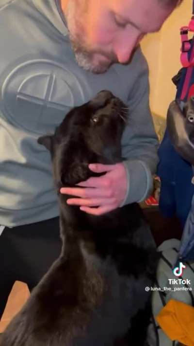 House cat