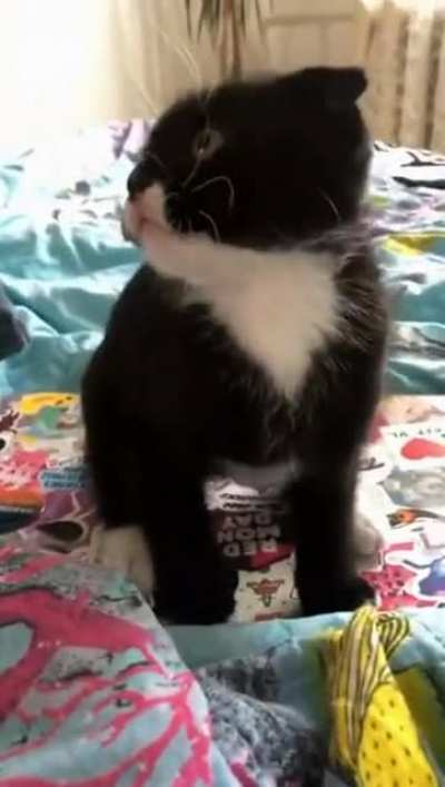 Purrfect introduction
