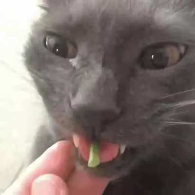Veggies rule