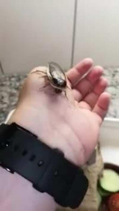 Playing with cockroaches.