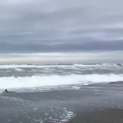 Blue Penguin was rehabilitated and after recovery was released back into the water.