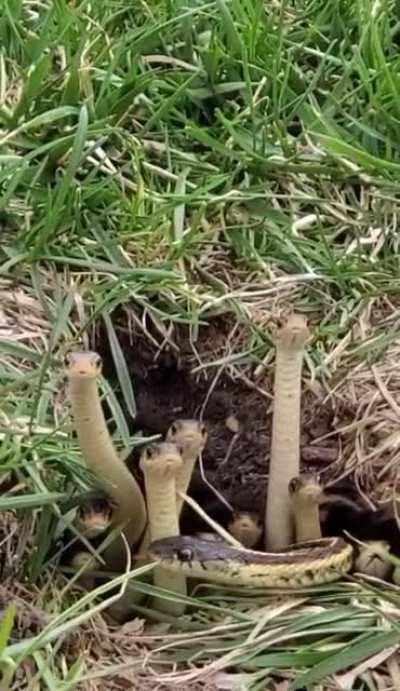 Adorable snake family