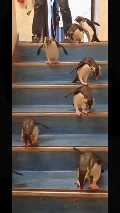 penguin？