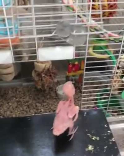 This bird