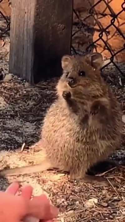 Entertaining some Quokkas