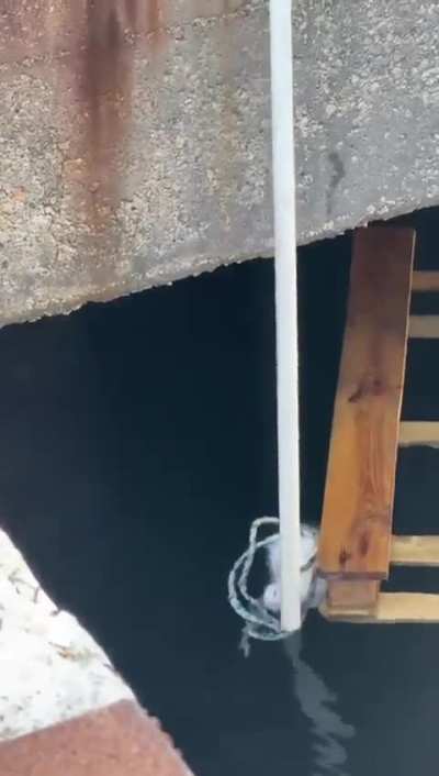 Saving a kitten