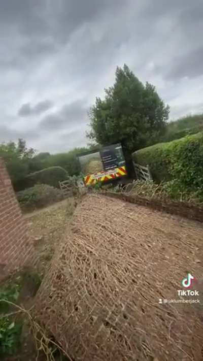 Removing ivy from a house