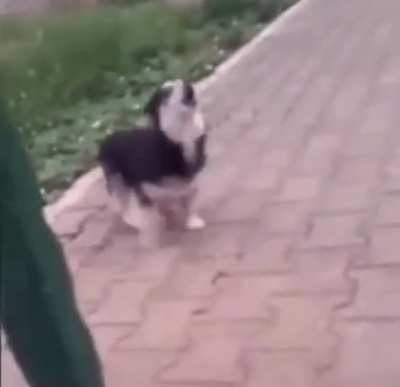 dog barking in reverse