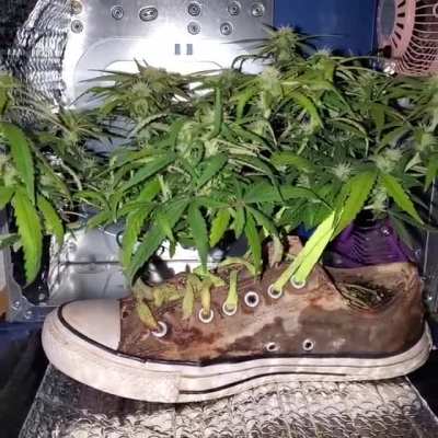 F17 Cannaverse