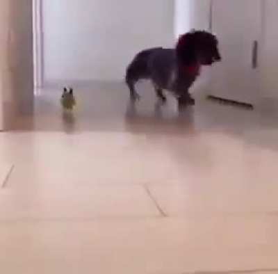 I think he forgot he was a parrot