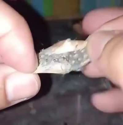 cursed_egg