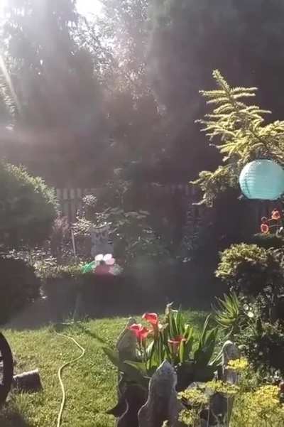 Crazy flower