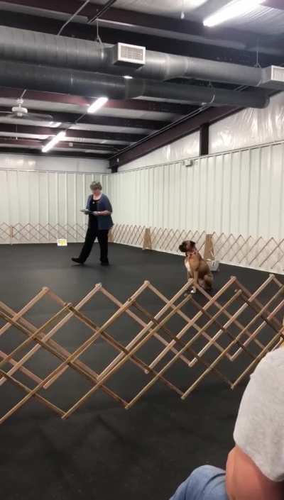 The dog is supposed to run up in front of her and sit.