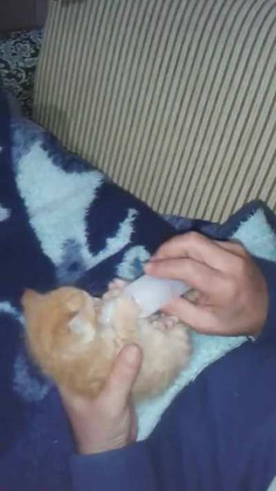 Feeding kitten