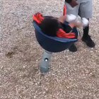 Laughing at the child's downfall.