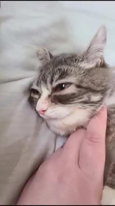 Actual Medieval Cat -- maybe they actually looked like this??