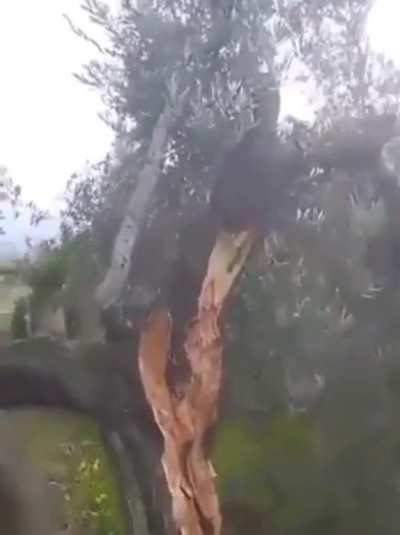 Recent Turkish quake was so massive, it split trees and sent the other half over 30' away with the shifted land.
