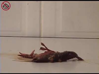 crush<wbr>-craw<wbr>dad🦐