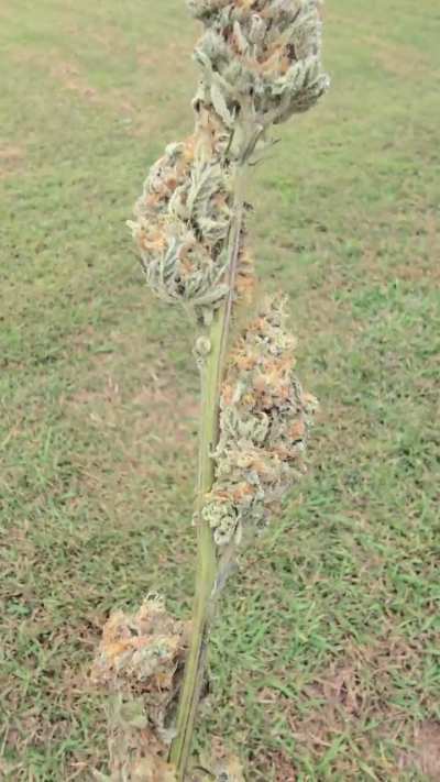 She stacked up beautifully 💪 (Mule Fuel harvest)