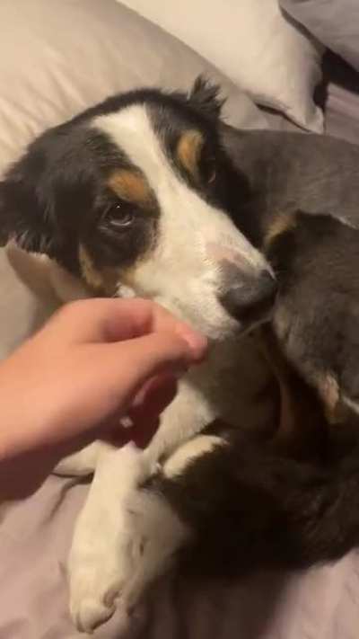 This little shit...at least he’s adorable.
