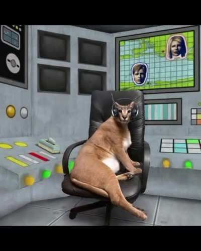 Big cat, very big...