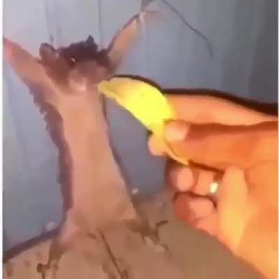 Amigo no