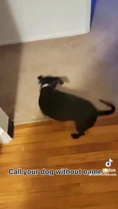 Calling dogs without using their names
